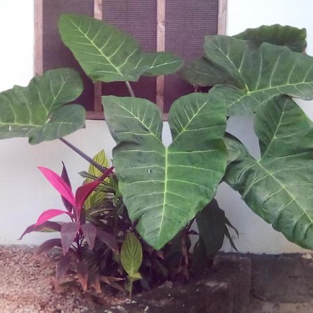 Jambiani Home Stay Exterior foto